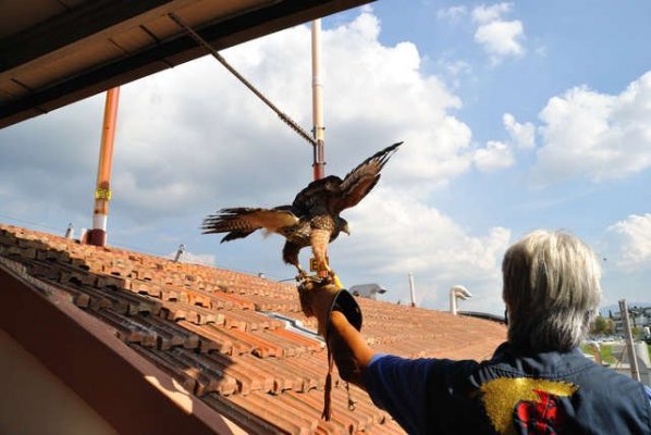 Allontanamento uccelli dal tetto