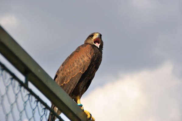 Allontanamento Uccelli Dal Tetto