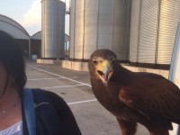 Bird Control Grosseto